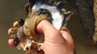 Remove barnacles oysters for foodThis is something that is often attached to sea turtle [upl. by Mulvihill]