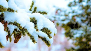 Calming Piano Music with Soft Falling Snow Sounds Sleep Music Beautiful Music Stress Relief [upl. by Elcarim]