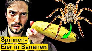 Gefährliche Spinneneier plötzlich in Bananen [upl. by Anelaj844]