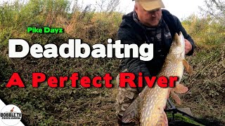 River Pike Fishing With Deadbaits A Perfect River [upl. by Johppah155]