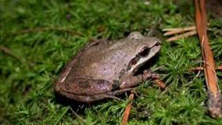 Pseudacris nigrita  Southern chorus frog [upl. by Anerres]