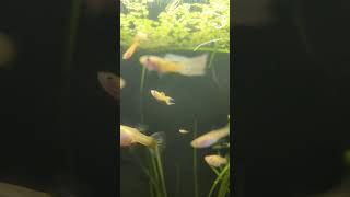 We Love Guppies DaniKenAquatics [upl. by Malley]