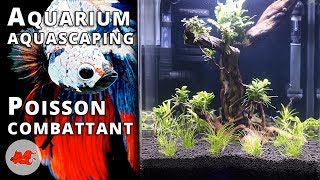 Aquarium pour Betta splendens [upl. by Paula]