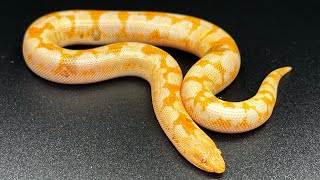 JPB Kenyan sand boa morph Explained [upl. by Guinn]