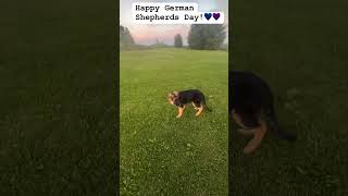 Happy German Shepherd Day ytshorts dog gsd germanshepherd puppy shortsfeed [upl. by Erle]