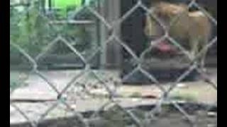 Jamaican Lion Tries to Attack Zoo Keeper [upl. by Gnanmas]