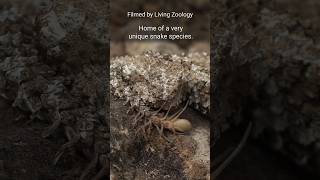 The Spidertailed horned viper from Iran a very unique venomous snake [upl. by Airliah286]