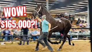 Massive Draft Horse Auction In Indiana [upl. by Uziel]