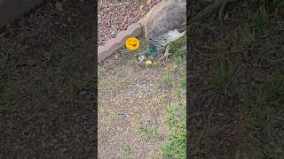 Feeding our neighborhood Peahen 🦚 animallover animalshorts peahen [upl. by Rehc232]