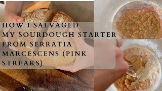 How to salvage your sourdough starter from Serratia Marcescens pink streaks [upl. by Urissa793]