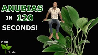 Anubias explained in 120 seconds Aquarium Plant Guide [upl. by Peri]