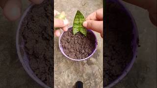 How to grow snake plant leaf shorts [upl. by Dnilazor]