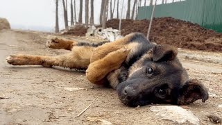 A German Shepherd Dog Was Abandoned By Its Owner Due To Its Disability And Wandered Alone [upl. by Conlee]