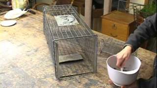 How to set a Feral Cat Trap [upl. by Nagaet486]