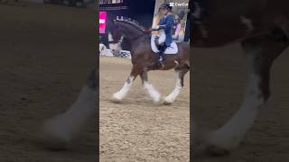 Edit from your horse live x [upl. by Hafinah]