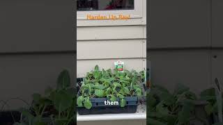 Where we harden up our seedlings shorts gardeningtips [upl. by Bilicki718]