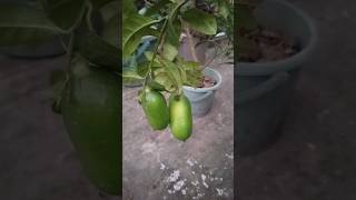 Seeds less lemon gardening nature youtube garden yt shortsfeed lemon subscribe [upl. by Gelhar]