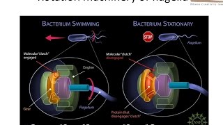 Rotation machinary of bacterial flagella [upl. by Harrow]