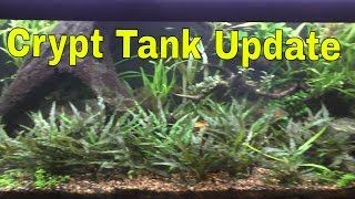 75g Planted Crypt Aquarium  Background Plant Suggestions [upl. by Nesline]