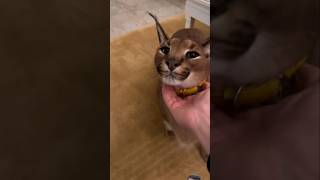 Pumba is good boy 🙀 trending shorts viral video Pumba cat cats video [upl. by Anelra]