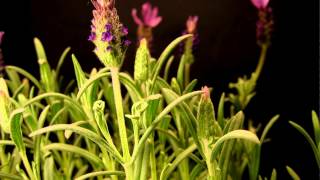 Lavender Timelapse [upl. by Finbur928]