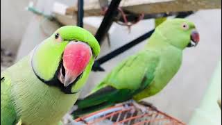 My parrots are laughing like humansmithu aaj insano ke tarh hass raha ha [upl. by Balbur]