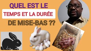 🚨INFO ÉLEVAGE DES LAPINS  CONNAISSEZVOUS LE TEMPS DUNE MISEBAS CHEZ LA LAPINE 🐰 [upl. by Ganiats]