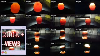 Egg candling from day 3 to 18 Chicken Eggs [upl. by Aikem480]