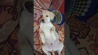 என்ன ஒரு சுகம் 🐕🐕🐕🐕🐕 dog subscribe 🙏🔔 please like [upl. by Dnyletak547]