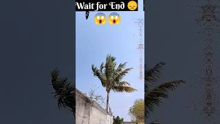 Biggest Coconut Tree Crashed On House 😞 tree trees coconut crash cuttingbiggest blast big [upl. by Ellenuahs114]