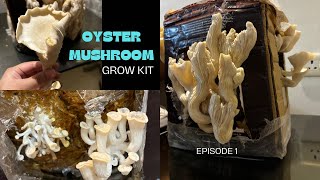 OYSTER MUSHROOM GROW KIT  EP 1 [upl. by Jodie]