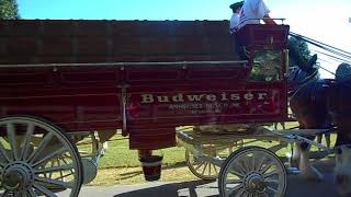 Budweiser Clydesdale Parade at Hops amp Horses in Glasgow KY [upl. by Eioj]