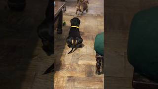 dog Peanut squatting waiting for his ball pets shorts doglover cute funny love puppy pooch [upl. by Ettenotna990]