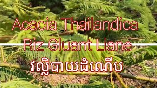 Acacia Thailandica Riz Gluant Liane Allusion Aux Épines Collantestree វល្លិបាយដំណើប [upl. by Damiano306]