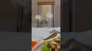 Funniest cats 😸 vol 88 [upl. by Neelra]