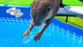 Rock Ice Is a Sweet Otter Life Day 823 [upl. by Nathalia]