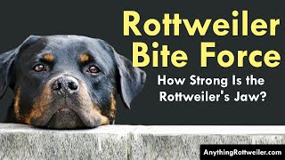 Rottweiler Bite Force How Strong Is the Rottweilers Jaw [upl. by Woodrow32]