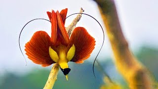 Amazing Birds Of Paradise  Best Documentary Of All Time [upl. by Korb]