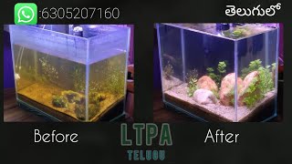 planted aquarium setup in teluguno CO2 no ferts no aqua soilDirted planted aquarium [upl. by Falzetta880]