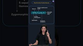 Floral Formula of Family Fabaceae Class 11 amp 12 Biology Concept Explained shorts [upl. by Crispa653]