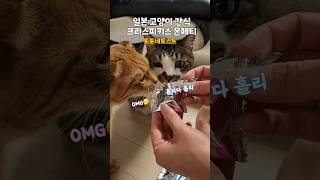 일본 고양이 간식 몬페티 크리스피키스 고양이 최애 간식 shorts 고양이 고양이간식 [upl. by Yremogtnom]