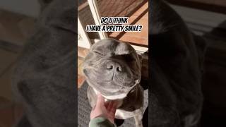 A Pretty Smile dog dogs smile cute shortsviral shorts shortsfeed [upl. by Alikat]