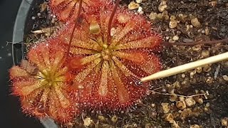 How To Feed Sundews [upl. by Deborah]