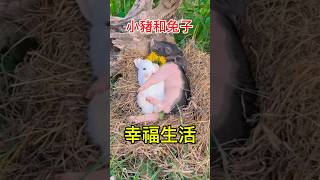 小豬和兔子幸福的生活可愛動物猪 [upl. by Merriam]