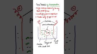 Gene Transfer by Electroporation shorts biotech [upl. by Nosemaj]