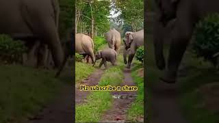 amezingjungleelephant on sofor tea garden momamp kids baby elephant 🐘 [upl. by Nakah]