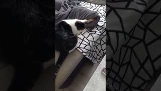 Kater Mogli verhaut Katze Püppy unter der Decke [upl. by Merkley]