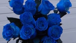 How to make blue roses [upl. by Bow]