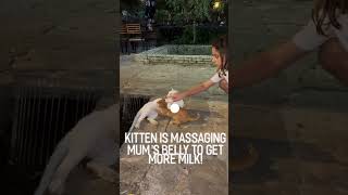 Kitten massaging mum cat to get more milk We met the cats in Serbia cats catlover catshorts [upl. by Hayotal]