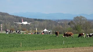 Airplane landing planespotters and cows near Zurich Airport ZRH [upl. by Cooperstein]